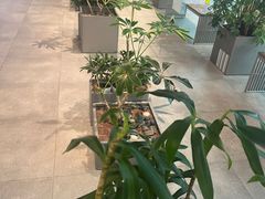-凯德MALL(望京店)