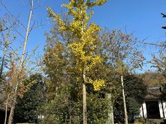 -上海佘山国家森林公园天马山园