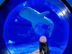 -烟台海昌鲸鲨海洋公园