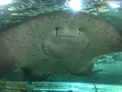 -悉尼海洋生物水族馆