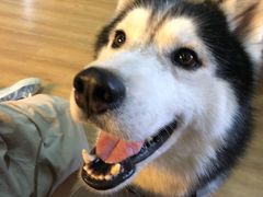 -Husky Go! 哈士奇体验馆·宠物咖啡厅狗咖