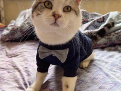 -宠爱国际动物医院· 猫科· 外科·中兽医(长白店)