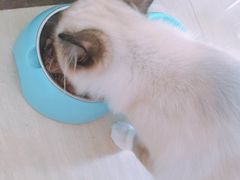 -爱贝特动物医院·猫口炎专科