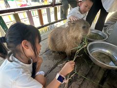 -西霞口神雕山野生动物世界