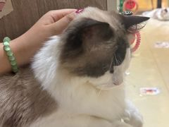 -藏猫猫咖啡主题馆(中央大道店)