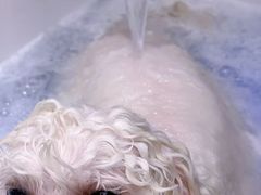-FAELING PETS美天灵宠物(富力广场店)