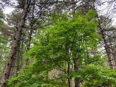 -帽儿山国家森林公园