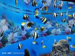 -海合安成都极地海洋公园
