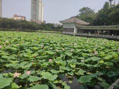 -荔湾湖公园