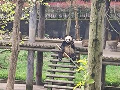 -中国大熊猫保护研究中心雅安碧峰峡基地