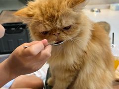 -Heymao猫咖.咖啡厅(东门店)