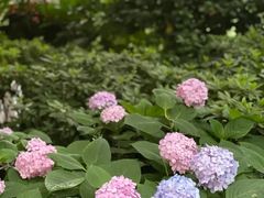 -静安公园(静安寺街道)