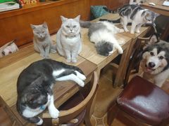 -李小姐の猫咖啡馆(五角场店)