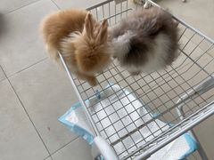 -怪兽屋·羊驼·猫咖·狗咖(俊华广场店)