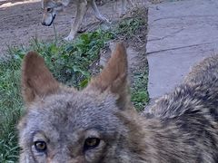 -沈阳森林动物园