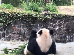 -都江堰中华大熊猫苑