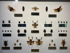 -上海昆虫博物馆
