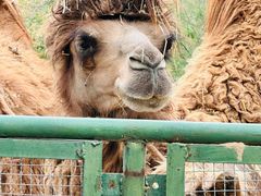 -青藏高原野生动物园