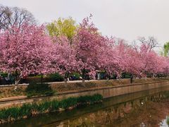 -海棠花溪(元大都城垣遗址公园)