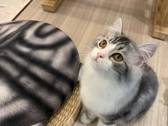 -飞行喵MR PILOT|猫舍·猫咖(静安大融城店)