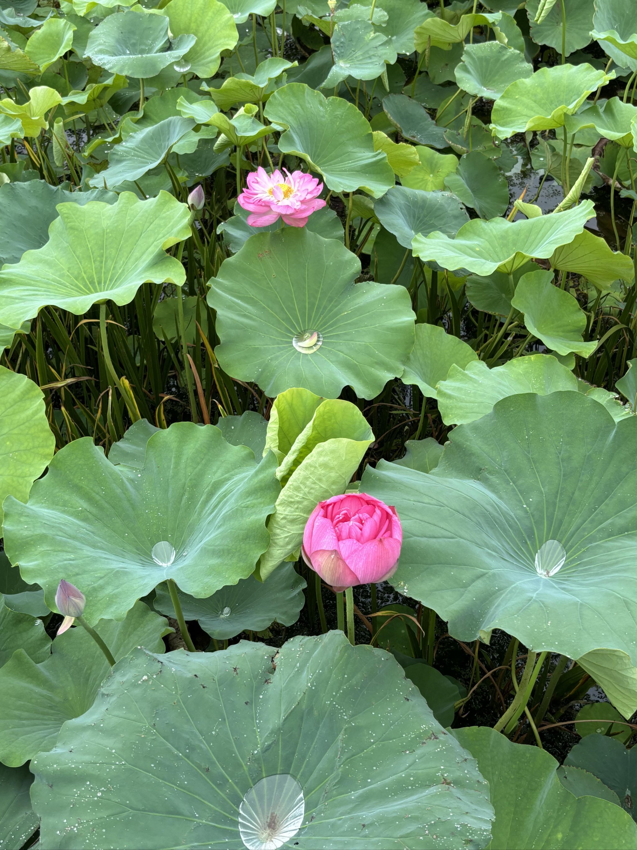 郑州孙庄荷花塘