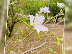 -松山湖风景区松湖烟雨
