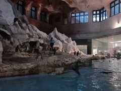 -帝企鹅自助餐厅•儿童岛•真企鹅(长隆企鹅酒店)