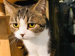 -more than meow吴止猫主题餐厅(承德 中船汇店)