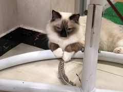 -猫亿天猫咖