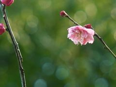 -梁鸿国家湿地公园