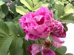 android_upload_pic-白塘生态植物园