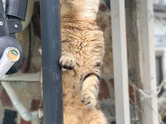 -喵屿·大理花园猫咖