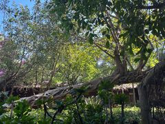 -瑞丽独树成林风景区