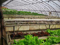 -甜心庄园·甜心草莓采摘园(西青中北店)