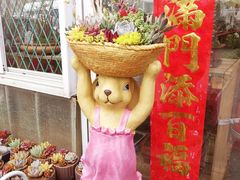 -龙大花卉苗木市场
