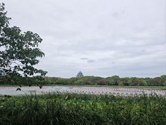 -金鸡湖桃花岛
