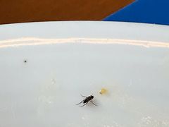-Pelicana百利家炸鸡(江南西名店城店)