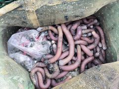 -北海金海湾红树林生态旅游区