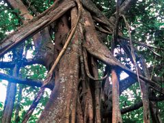-中国科学院西双版纳热带植物园