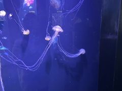 -青岛海底世界-水族馆