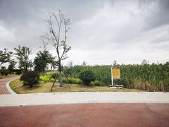 -鹦鹉洲湿地公园