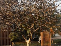 -白云湖畔酒店-湖畔餐厅