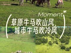 -关山草原