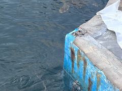 -广东惠东海龟国家级自然保护区