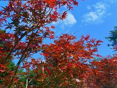 -广州市帽峰山景区