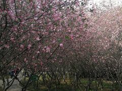 -洛阳市隋唐城遗址植物园
