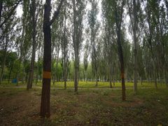 -东郊湿地公园