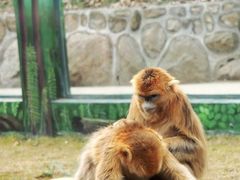 -西安秦岭野生动物园