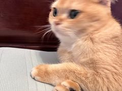 -瑞派康怡24h宠物医院·犬猫医疗中心·微创绝育(瑞景分院)