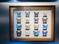 -上海昆虫博物馆